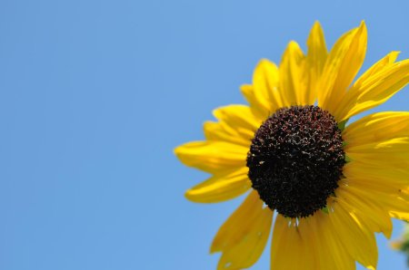 Подсолнечник цветок