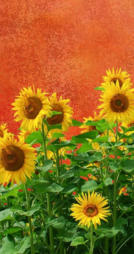 Подсолнухи цветы