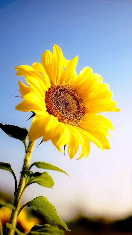 Цветок подсолнух