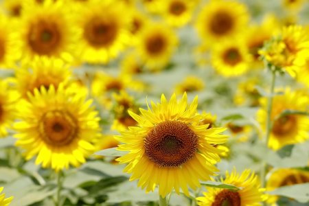 Поле подсолнух