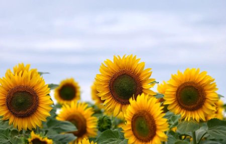 Поле подсолнух