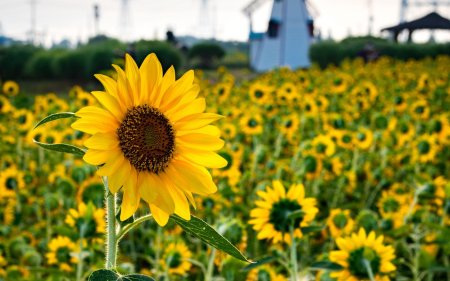 Подсолнух 1280