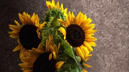 Подсолнухи на столе