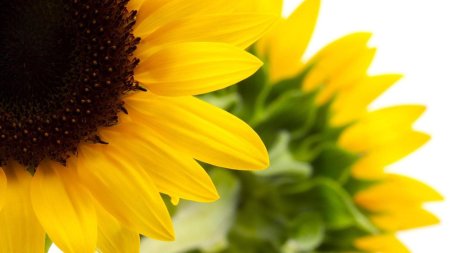 Подсолнечник цветок