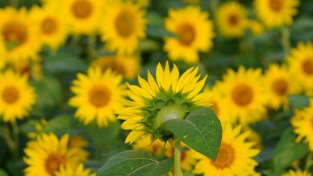 Поле подсолнух