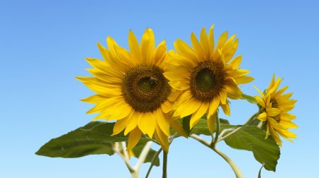 Цветок подсолнечника