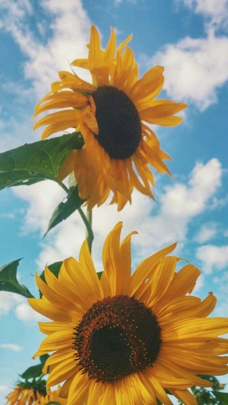 Красивые подсолнухи