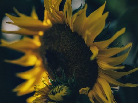 Цветение подсолнуха