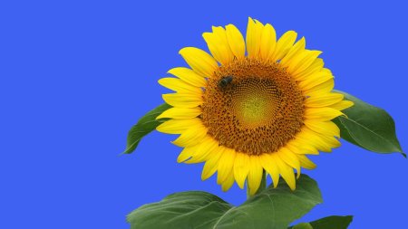 Цветок подсолнуха