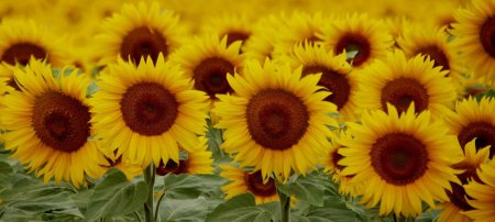 Желтые подсолнухи картина