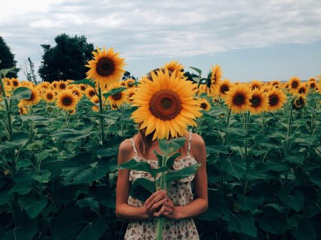 Подсолнуховое поле краснодар