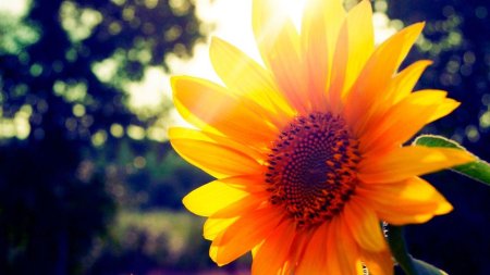 Подсолнухи цветы