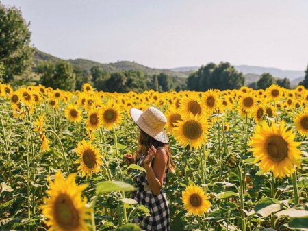 Подсолнечные поля, тоскана-италия