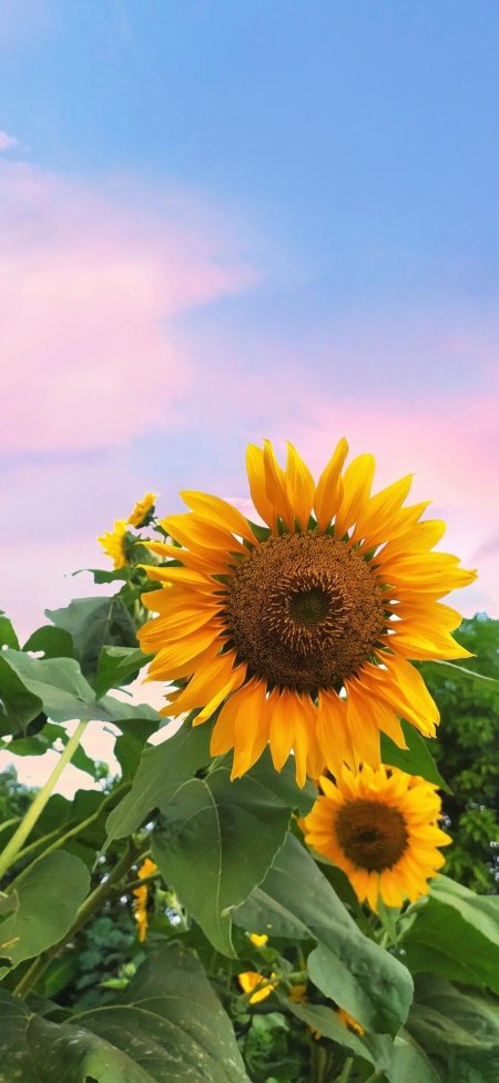 Лето подсолнухи