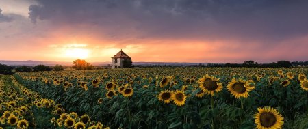 Подсолнечные поля, тоскана-италия