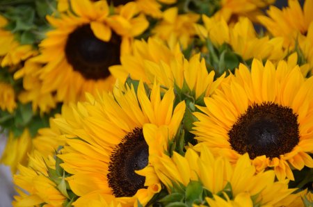 Красивые подсолнухи