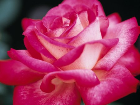 Роза претти пинк