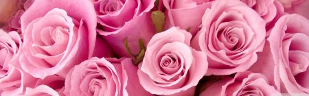 Розовая роза