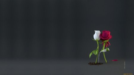 Роза красивая