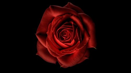 Красная роза