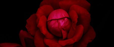 Красная роза