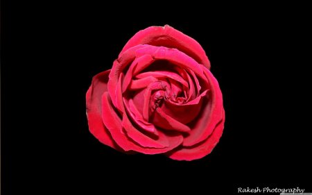 Красная роза