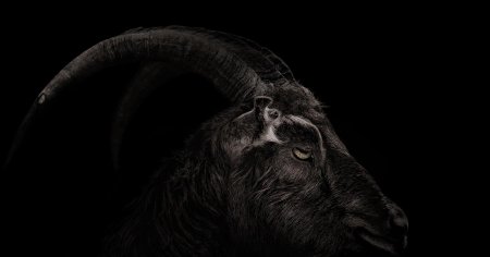 Козел черный