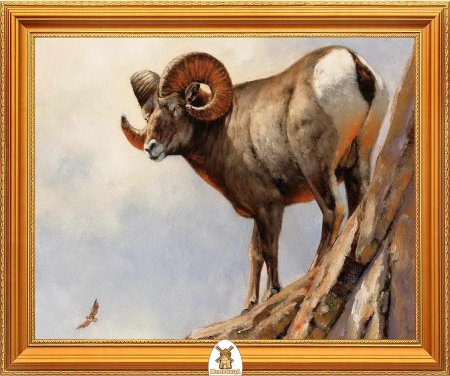 Горный баран архар