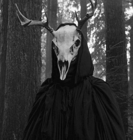 Череп оленя