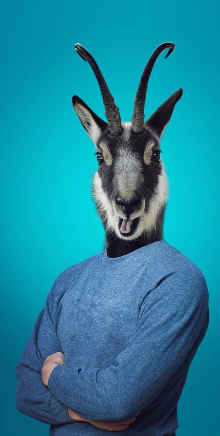 Животные в одежде