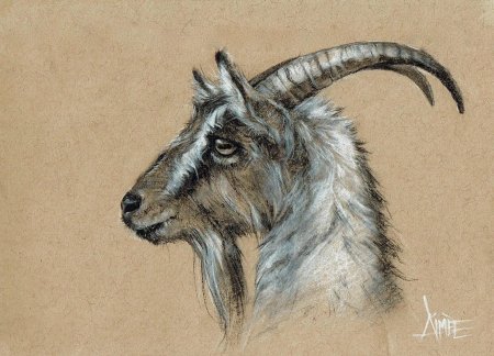 Козел рисунок