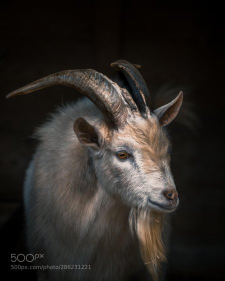 Козел с рогами