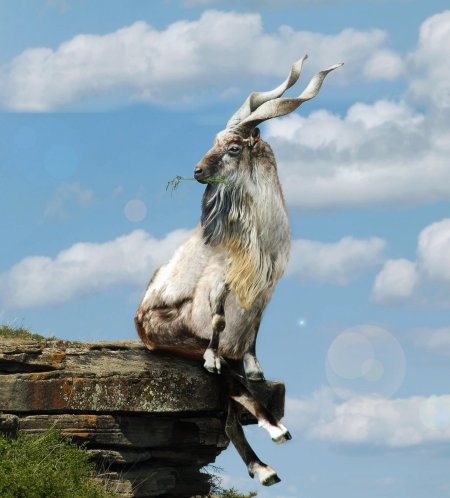 Мархур винторогий козел