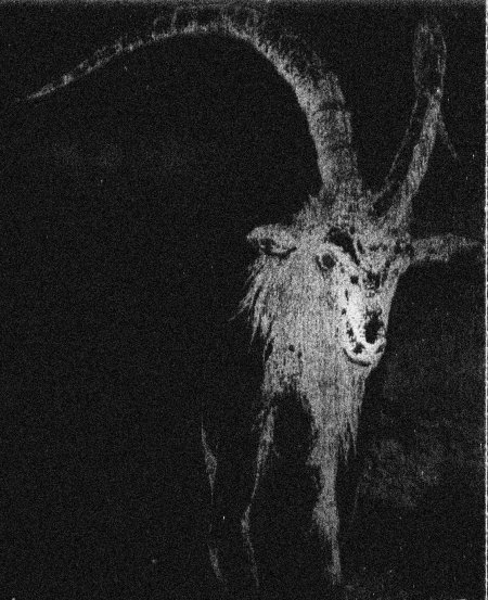 Сибирский горный козел