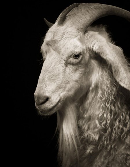 Фотограф кевин хоран