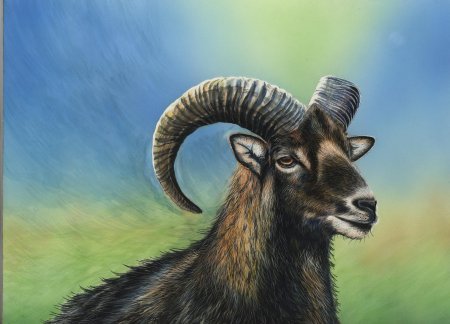 Горный баран муфлон