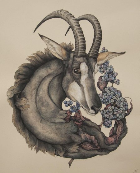 Животные иллюстрации