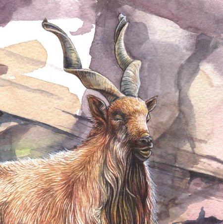 Горный винторогий козел