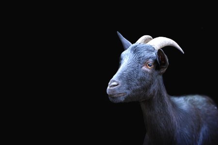 Козел черный