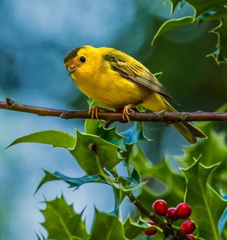 Желтая птица