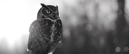 Black and white owl