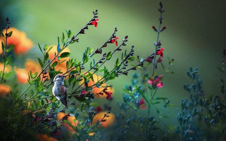 Природа с птицами