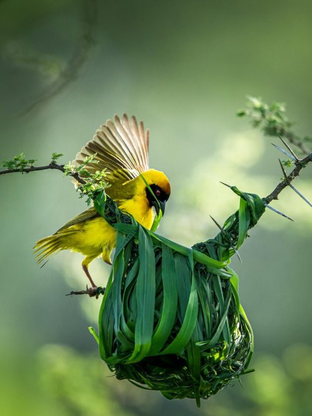 Птичка ткачик гнездо