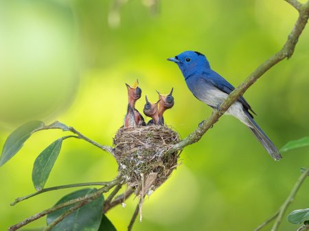 Птица в гнезде