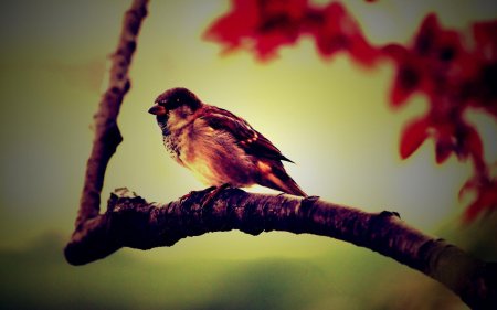 Красивые птицы на ветке