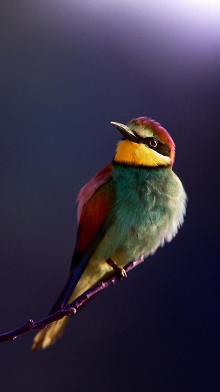 Золотистые щурки