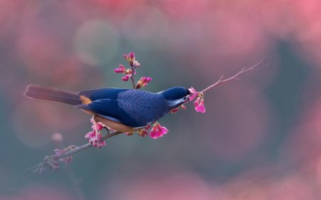 Тайваньская толстоклювая лазоревая сорока
