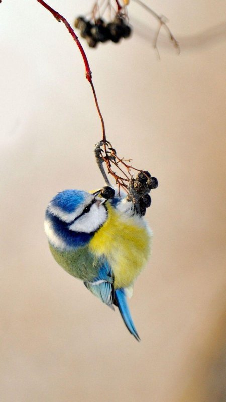 Яркая птица