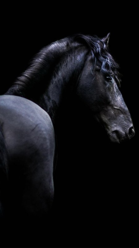 Черная лошадь