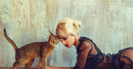 Абиссинская кошка